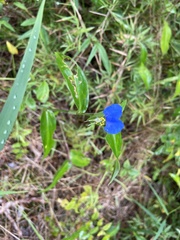 Commelina communis