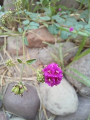 Boerhavia coccinea