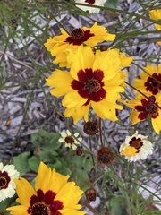 Coreopsis