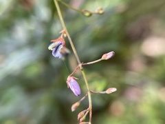Desmodium paniculatum