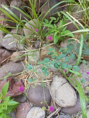 Boerhavia coccinea