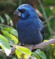 Cyanoloxia brissonii