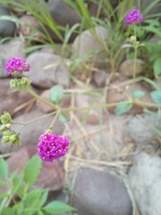 Boerhavia coccinea
