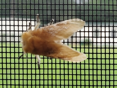 Megalopyge opercularis