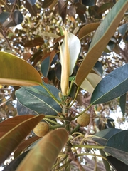 Ficus macrophylla