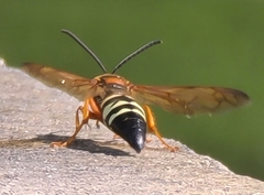 Sphecius speciosus