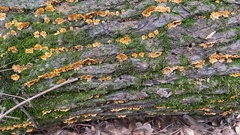 Commelina communis