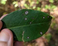 Mycosphaerella colorata