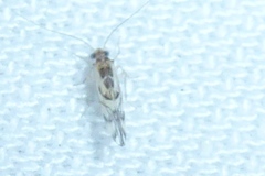 Graphopsocus cruciatus