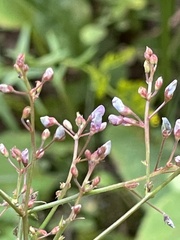Desmodium paniculatum
