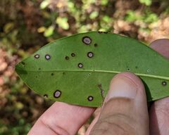 Mycosphaerella colorata