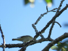 Setophaga castanea