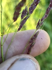 Sorghum halepense