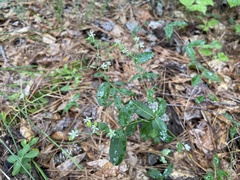Commelina communis