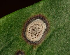 Mycosphaerella colorata