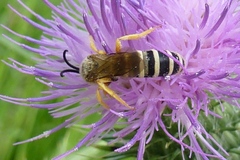 Halictus scabiosae