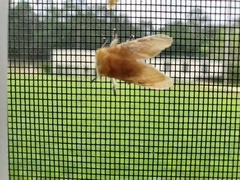 Megalopyge opercularis