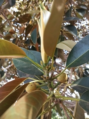 Ficus macrophylla