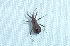 Himacerus apterus