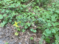 Commelina communis