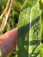 Sorghum halepense