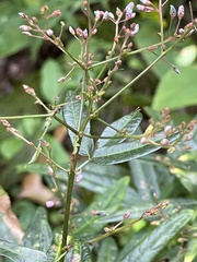 Desmodium paniculatum