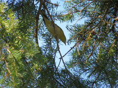 Setophaga castanea