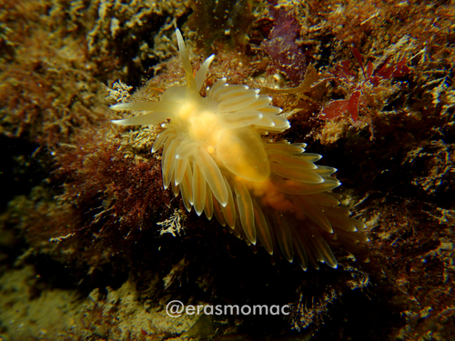 Coryphella falklandica