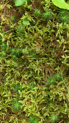 Pleurozium schreberi