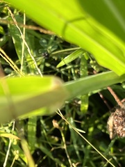 Sorghum halepense