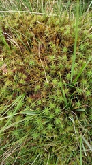 Polytrichum strictum