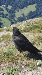 Pyrrhocorax graculus