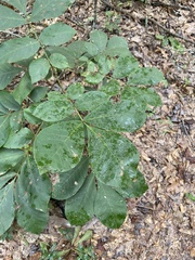 Commelina communis