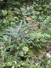 Desmodium paniculatum