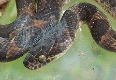 Leptodeira rhombifera