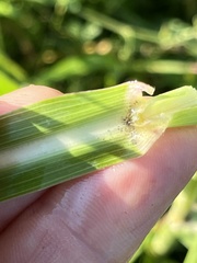 Sorghum halepense