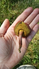Hortiboletus campestris