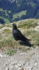 Pyrrhocorax graculus