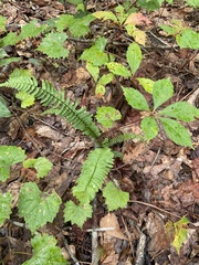 Commelina communis