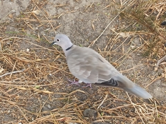 Streptopelia decaocto