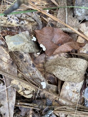 Commelina communis