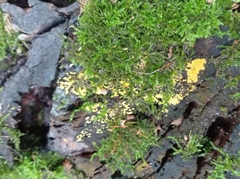 Calycina citrina