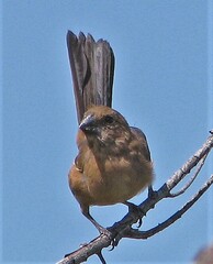 Cyanoloxia brissonii