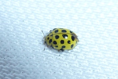 Psyllobora vigintiduopunctata