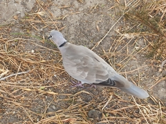 Streptopelia decaocto