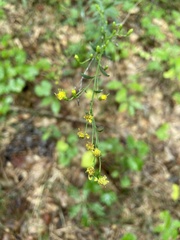 Commelina communis
