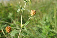 Trifolium aureum