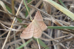 Scopula rubiginata