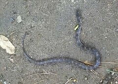 Leptodeira rhombifera