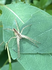 Pisaurina mira